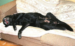 inu02.jpg